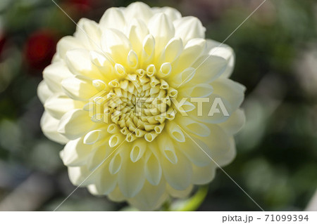 鮮やかに咲いたダリヤ　山形県川西町 71099394