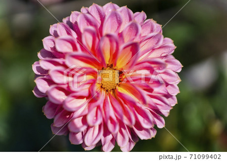 鮮やかに咲いたダリヤ　山形県川西町 71099402