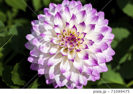 鮮やかに咲いたダリヤ　山形県川西町 71099475