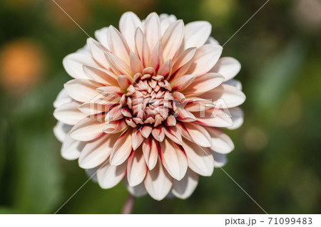 鮮やかに咲いたダリヤ　山形県川西町 71099483