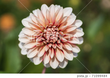 鮮やかに咲いたダリヤ 山形県川西町 鮮やかに咲いたダリヤ 山形県川西町 71099484