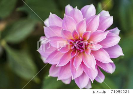 鮮やかに咲いたダリヤ　山形県川西町 71099522