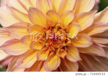 鮮やかに咲いたダリヤ　山形県川西町 71099532