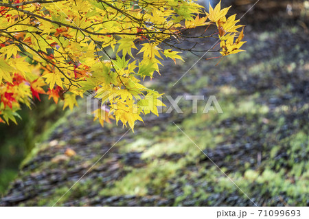 仙台藩花山村寒湯番所跡の紅葉　宮城県栗原市 71099693