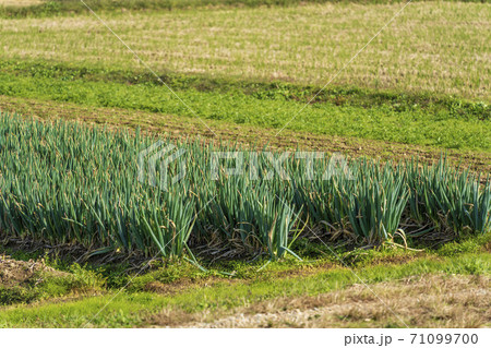 ネギ苗とネギ畑 71099700