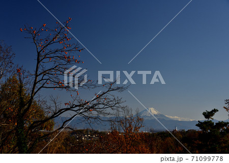 新付城跡の柿木と富士山 新付城跡の柿木と富士山 71099778