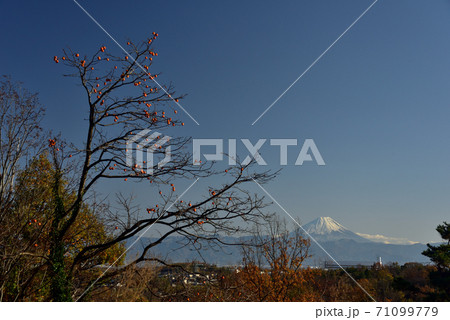 新付城跡の柿木と富士山 新付城跡の柿木と富士山 71099779