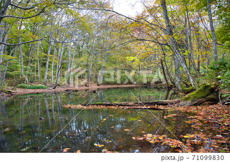 青森県八甲田蔦七沼　紅葉の蔦沼に向かう小道の流れ 71099830