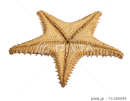 starfish isolated on a white background. Close-up. Bottom view starfish isolated on a white background. Close-up. Bottom view 71100095