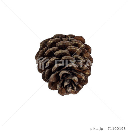 brown pine cone isolated on white background brown pine cone isolated on white background 71100193
