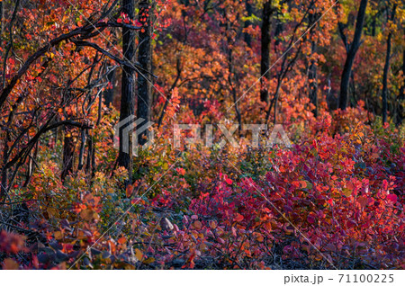 Bright autumn forest with red and orange leaves of smoke tree 71100225