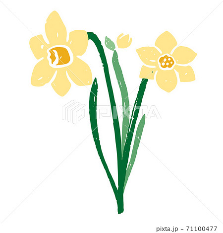 水仙のイラストのイラスト素材