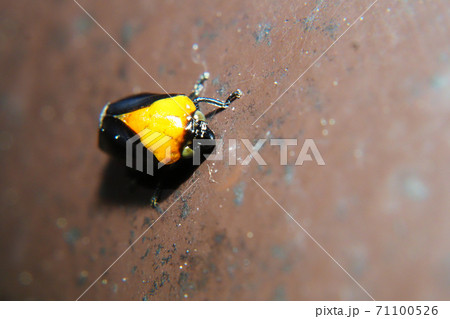 ムネアカアワフキ(メス) ムネアカアワフキ(メス) 71100526