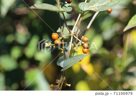 臭い実、ヘクソカズラの実 71100979