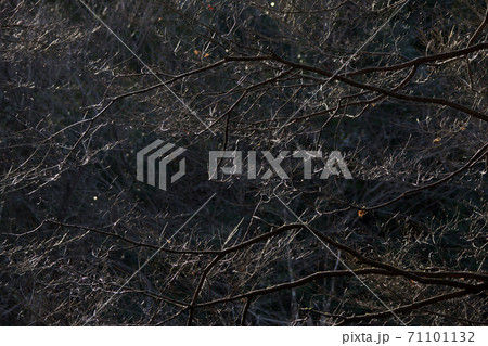 鳥取 四季の散歩 冬 豐乗寺 鳥取 四季の散歩 冬 豐乗寺 71101132