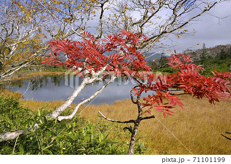 羅臼湖の紅葉（北海道・知床） 71101199