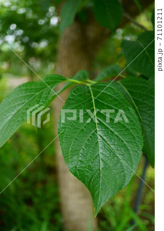 1464 トチュウ 1464 トチュウ 71101211