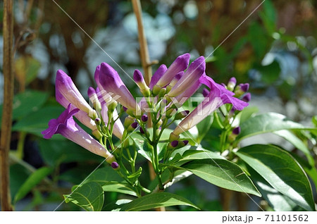 ニンニクカズラの花の写真素材