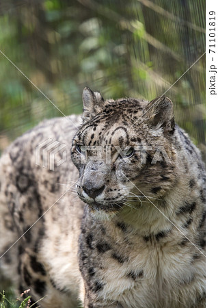 【多摩動物園公園のユキヒョウ】 71101819