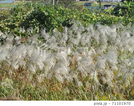 秋の景色 71101970