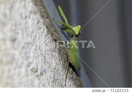 ハラビロカマキリ ハラビロカマキリ 71102155