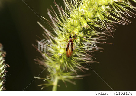 ヒゲナガカメムシの幼虫 ヒゲナガカメムシの幼虫 71102176