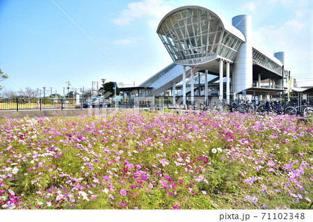 神埼市 風景 コスモス畑と神埼駅 神埼市 風景 コスモス畑と神埼駅 71102348