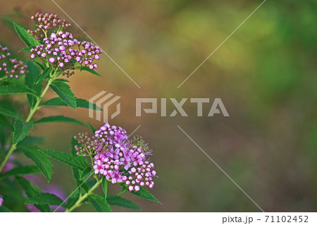 ピンクのシモツケの花と蕾 71102452