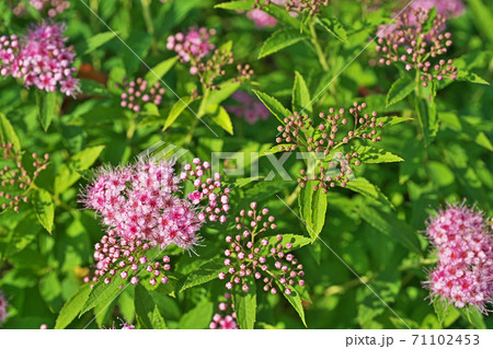ピンクのシモツケの花と蕾 71102453