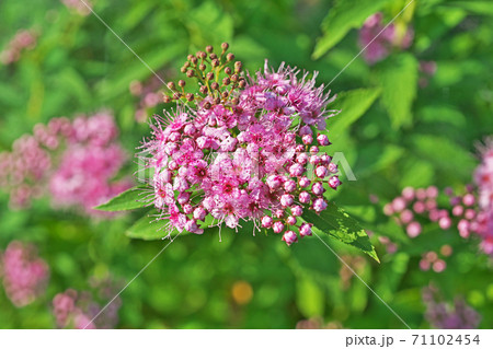 ピンクのシモツケの花と蕾 71102454