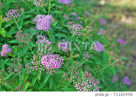 ピンクのシモツケの花と蕾 71102456