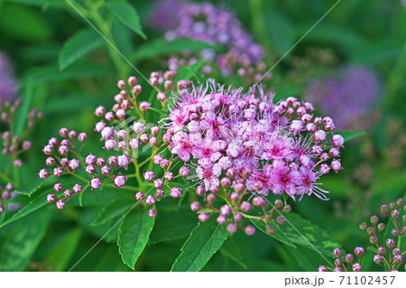 ピンクのシモツケの花と蕾 71102457
