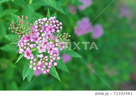 ピンクのシモツケの花と蕾 71102461