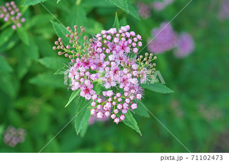 ピンクのシモツケの花と蕾 71102473