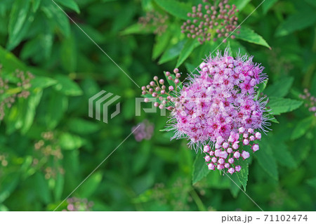 ピンクのシモツケの花と蕾 71102474