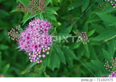 ピンクのシモツケの花と蕾 71102475