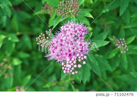 ピンクのシモツケの花と蕾 ピンクのシモツケの花と蕾 71102476