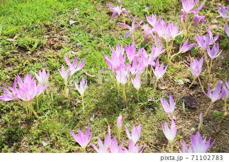 コルチカムの花の写真素材