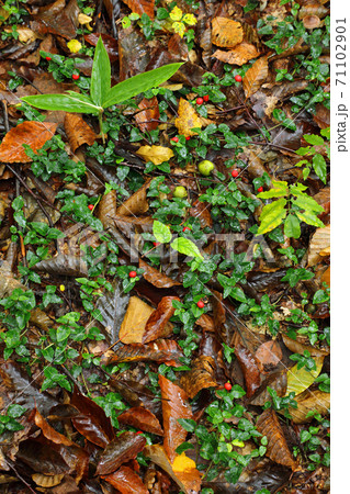 ブナ林床に点在するツルアリドウシの赤い実-癒しの森 福島県只見町 ブナ林床に点在するツルアリドウシの赤い実-癒しの森 福島県只見町 71102901