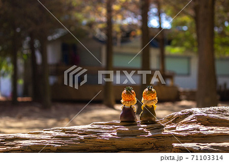 台湾 秋 あき 71103314