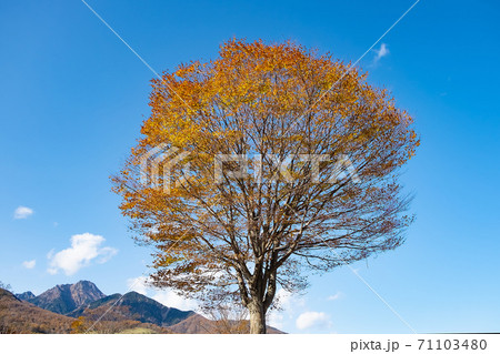 秋、紅葉したケヤキの木と青空、八ヶ岳 71103480