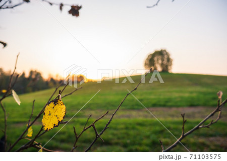 Beautiful relief yellow leaf foreground. Beautiful relief yellow leaf foreground. 71103575