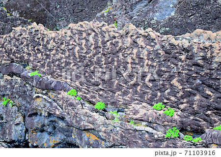 新村遊歩道【室戸世界ジオパーク】 新村遊歩道【室戸世界ジオパーク】 71103916