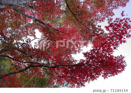 《山梨県》昇仙峡 もみじ 《山梨県》昇仙峡 もみじ 71104154