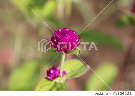 秋の花壇に咲くセンニチコウのピンクの花 71104621