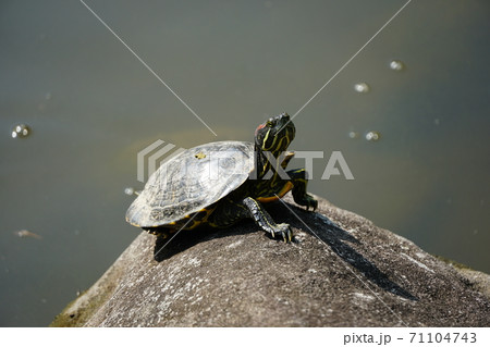 ミシシッピアカミミガメ ~平塚市総合公園 日本庭園~ ミシシッピアカミミガメ ~平塚市総合公園 日本庭園~ 71104743