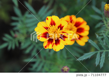 秋の花壇に咲くマリーゴールドのオレンジと赤褐色の複色の花の写真素材