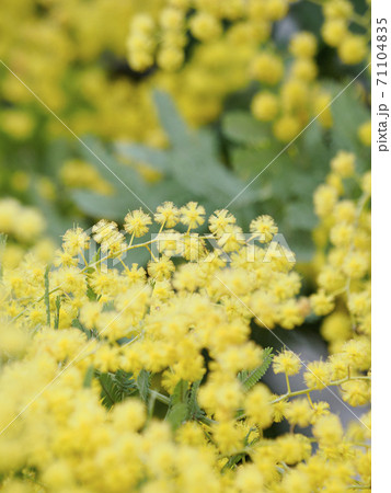 ミモザ(アカシア)の花 背景向け ミモザ(アカシア)の花 背景向け 71104835