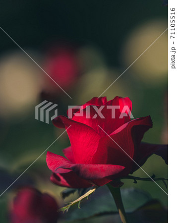 赤い薔薇のクローズアップ写真 赤い薔薇のクローズアップ写真 71105516
