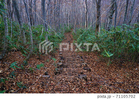 岩菅山の落葉が敷き詰められた登山道 岩菅山の落葉が敷き詰められた登山道 71105702